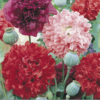 Pavot (Papaver)