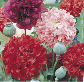 Pavot (Papaver)