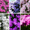 Phlox