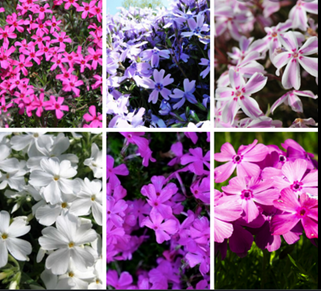 Phlox