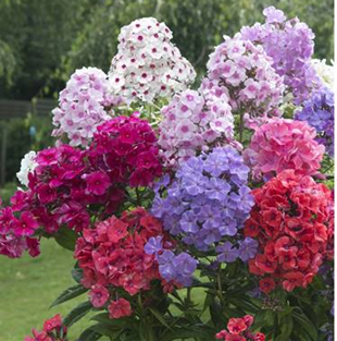 Phlox