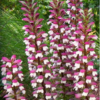 Acanthe Acanthus mollis