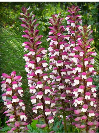 Acanthe Acanthus mollis