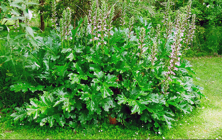 Acanthe Acanthus mollis