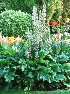 Acanthe Acanthus mollis