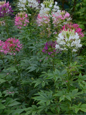 Cléome spinosa ou fleur araignée