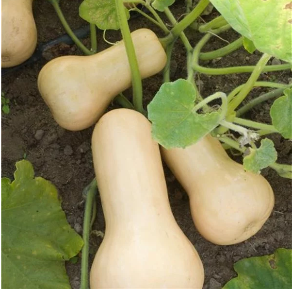 Courge butternut : Cucurbita moshata