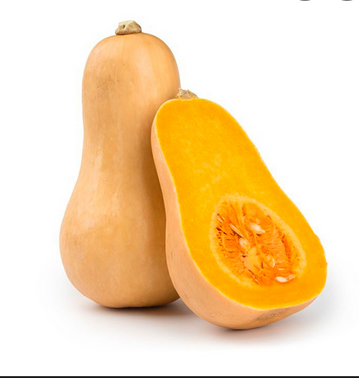 Courge butternut : Cucurbita moshata