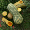 Couge pleine de Naples / Cucurbita moschata Duschene