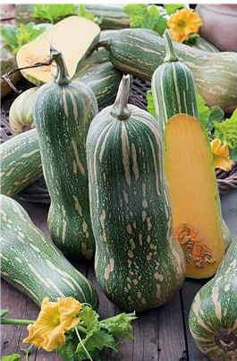 Couge pleine de Naples / Cucurbita moschata Duschene