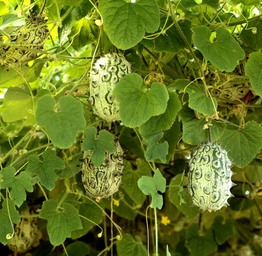 Kiwano : Cucumis metuflier