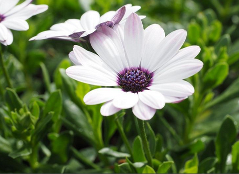 Ostéospernum : marguerite du Cap, dimorphothéca