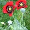 Pavot (Papaver)