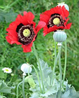 Pavot (Papaver)