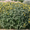 Sauge de Jerusalem (Phlomis fructicosa)