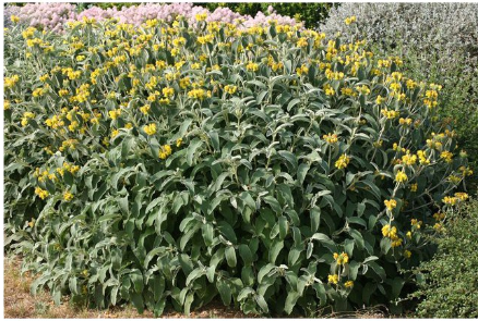 Sauge de Jerusalem (Phlomis fructicosa)