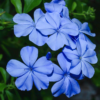 Plumbago auriculata (dentelaire du Cap)