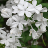 Plumbago auriculata (dentelaire du Cap)