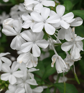 Plumbago auriculata (dentelaire du Cap)