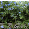 Plumbago auriculata (dentelaire du Cap)