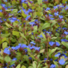 Plumbago auriculata (dentelaire du Cap)