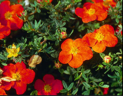 Potentille (Potentilla fructicosa)