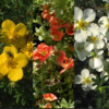 Potentille (Potentilla fructicosa)