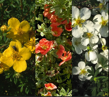 Potentille (Potentilla fructicosa)