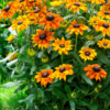 Rudbeckia