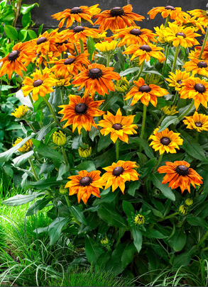 Rudbeckia