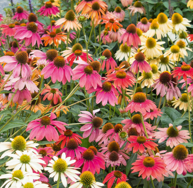 Rudbeckia