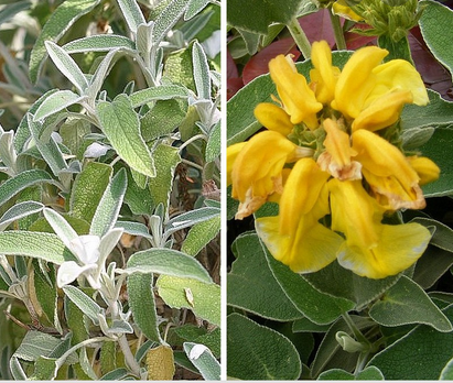 Sauge de Jerusalem (Phlomis fructicosa)