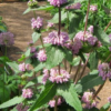 Sauge de Jerusalem (Phlomis fructicosa)