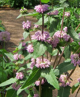 Sauge de Jerusalem (Phlomis fructicosa)