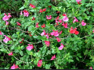 Sauge microphylla (Salvia microphylla)