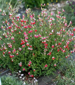 Sauge microphylla (Salvia microphylla)