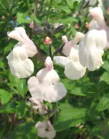 Sauge microphylla (Salvia microphylla)