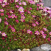 Saxifrage arendsii (saxifrage mousse)