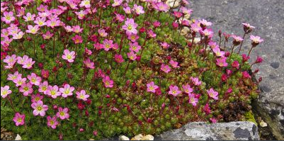 Saxifrage arendsii (saxifrage mousse)