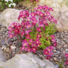 Saxifrage arendsii (saxifrage mousse)