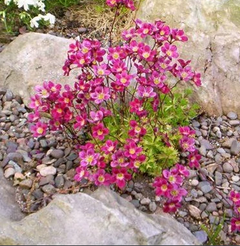 Saxifrage arendsii (saxifrage mousse)