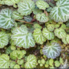 Saxifrage stolonifera