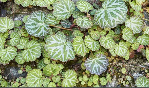 Saxifrage stolonifera