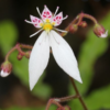 Saxifrage stolonifera