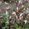 Saxifrage stolonifera