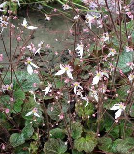 Saxifrage stolonifera