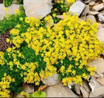 Sedum acre (orpin brûlant,poivre des murailles)