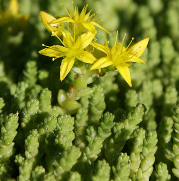 Sedum acre (orpin brûlant,poivre des murailles)