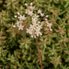 Sedum alba (orpin blanc)