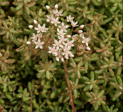 Sedum alba (orpin blanc)